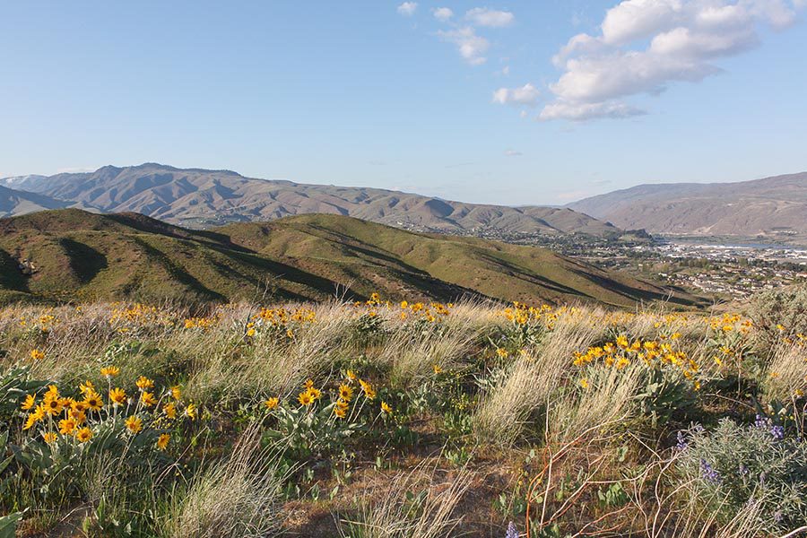 East Wenatchee, WA Insurance - Beautiful Mountainous Rocky Landscape, a Field of Wildflowers in the Foreground